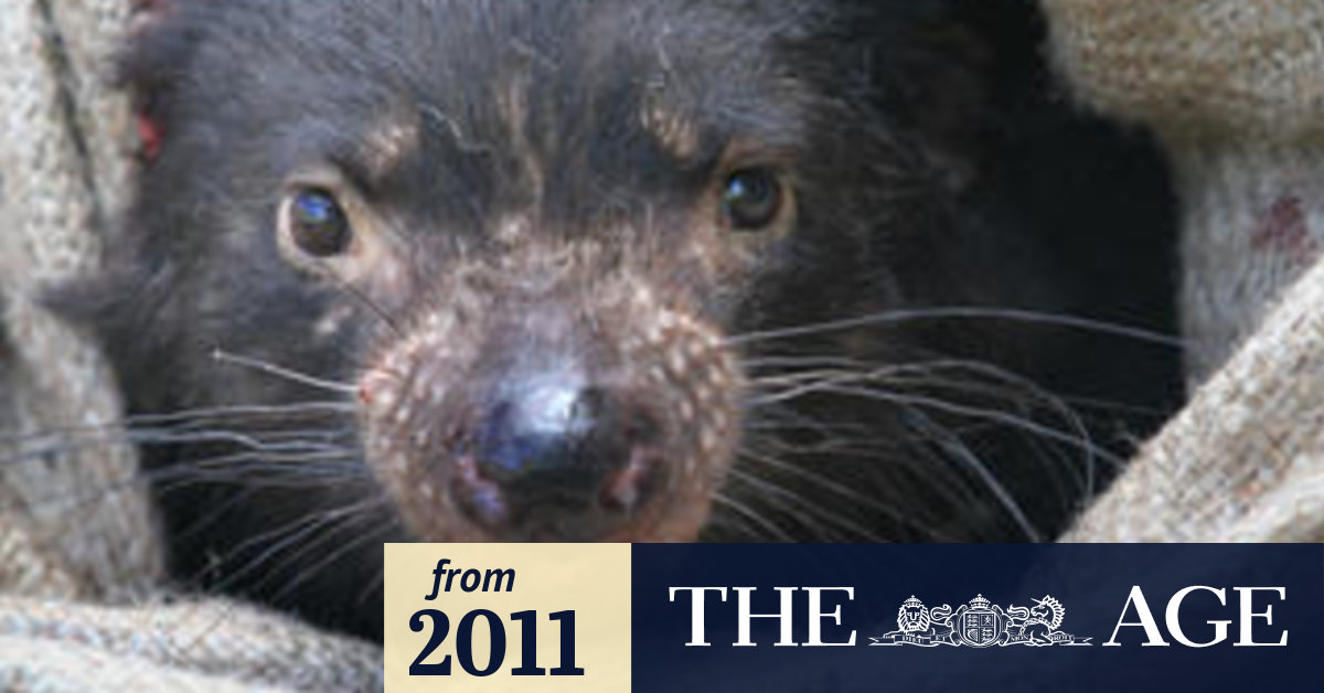 Tasmanian Devil Facial Tumor